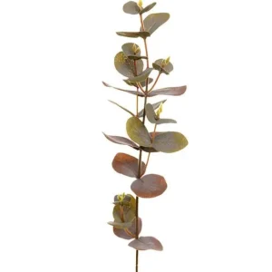Eukalyptus 40 cm Mix - Mr Plant - Bonus Möbler Trygg betalning