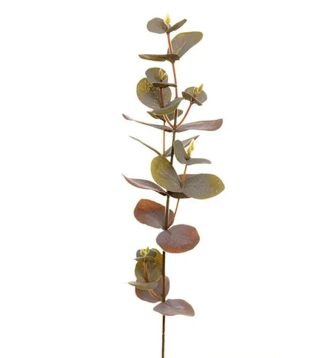 Eukalyptus 40 cm Mix - Mr Plant - Bonus Möbler Trygg betalning