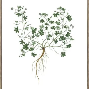 Nordic Flora 1 21X30 Trären - Hoei - Bonus Möbler Fri frakt