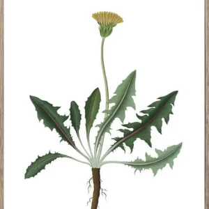 Expressleverans Nordic Flora 10 21X30 Trären - Hoei - Bonus Möbler
