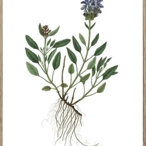 Nordic Flora 6 21X30 Trären - Hoei - Bonus Möbler Fynd