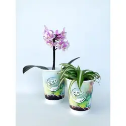 Köp online ECO pappersmugg DV 35cl/12oz