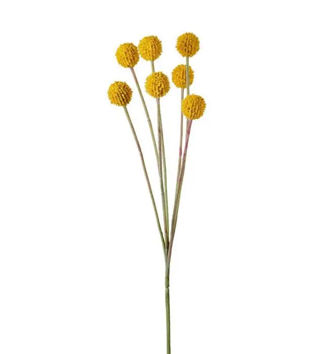 Craspedia 60 cm Gul - Mr Plant - Bonus Möbler Extra rabatt