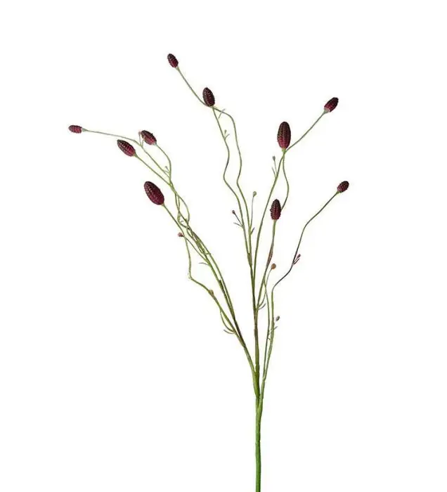 Pimpinell 80 cm Burgundy - Mr Plant - Bonus Möbler Rabatter