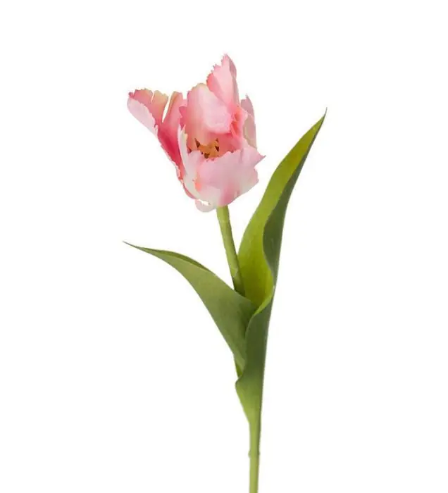 Tulpan 37 cm Rosa - Mr Plant - Bonus Möbler Fri frakt